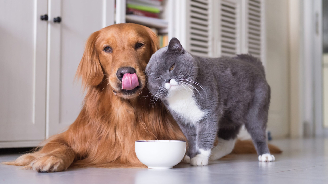 Brasil amplia mecanismos de proteção aos animais