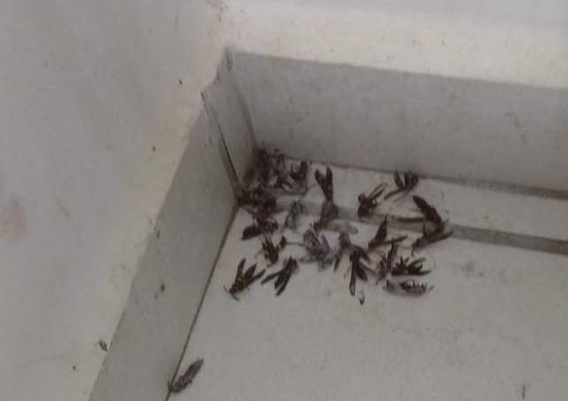 Bióloga explica ‘invasão’ de marimbondos em Vitória da Conquista