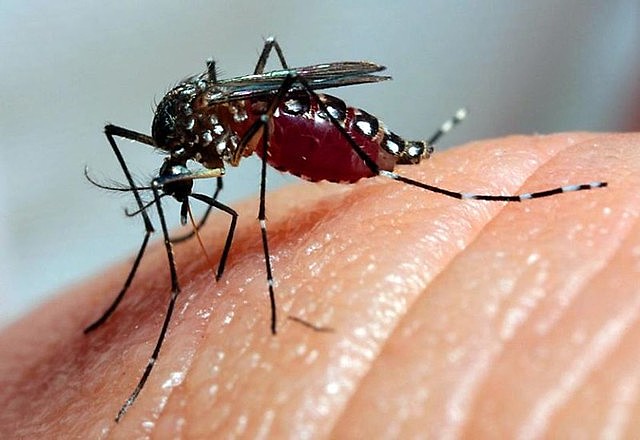 17 casos suspeitos de arboviroses são registrados em Vitória da Conquista
